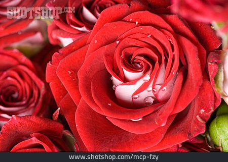 
                Rosenblüte, Rote Rose                   