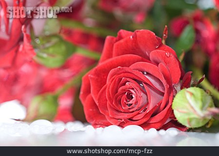 
                Rose, Rosenblüte, Rosenstrauß                   