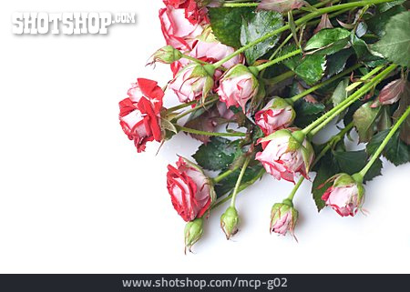 
                Rote Rose, Rosenstrauß                   