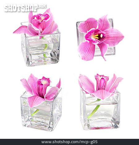 
                Vase, Orchidee, Orchideenblüte                   