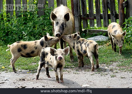 
                Tierfamilie, Schwein, Nutztiere, Ferkel                   
