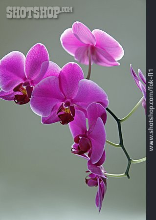 
                Orchideenblüte, Orchideenzweig                   