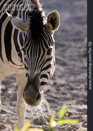 
                Zebra, Burchell-steppenzebra                   
