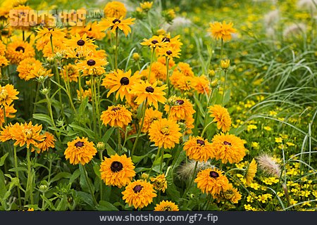 
                Blume, Blumenbeet, Sonnenbraut                   