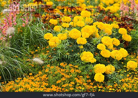 
                Blühen, Blumenteppich, Blumenbeet                   