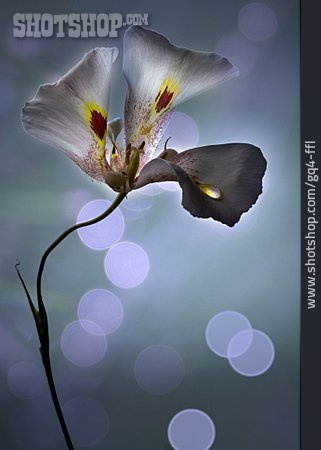 
                Blume, Schwertlilie, Iris                   