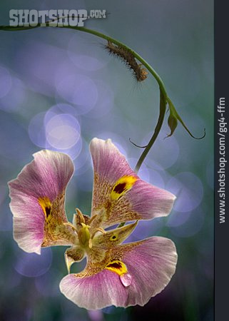 
                Blume, Schwertlilie, Iris                   