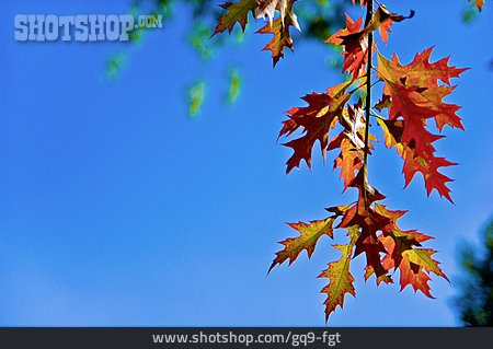 
                Herbstlaub, Eichenblatt                   