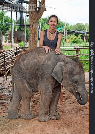 
                Junge Frau, Streicheln, Thailand, Elefantenbaby                   