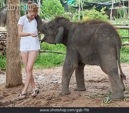 
                Junge Frau, Füttern, Elefantenbaby                   
