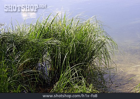 
                Ufer, Sumpfpflanze                   