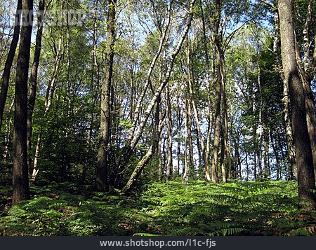 
                Wald, Laubwald, Unterholz                   