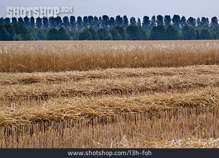 
                Getreide, Ernte, Weizenfeld                   