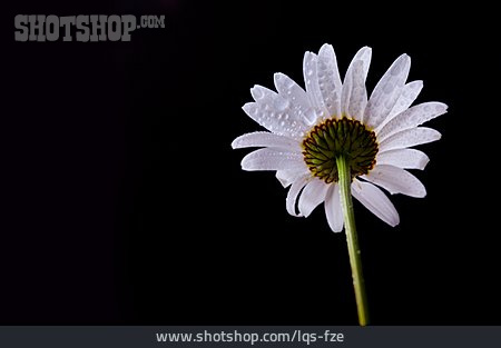 
                Flower, Daisy                   