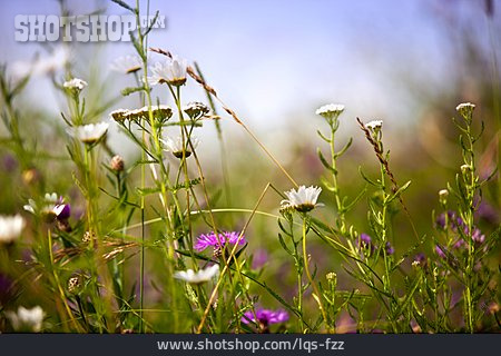 
                Blumenwiese, Sommerwiese, Wiesenkräuter                   