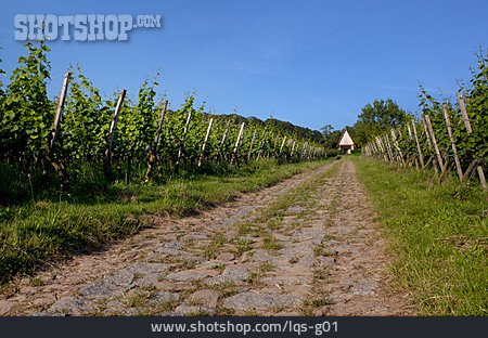 
                Feldweg, Weinanbaugebiet, Weinfeld, Südliche Weinstrasse                   