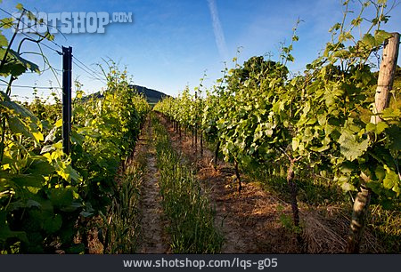 
                Weinanbaugebiet, Weinfeld, Südliche Weinstrasse                   