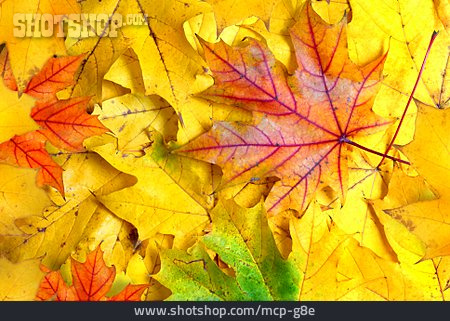 
                Herbstlaub, Herbstlich, Ahornblatt                   