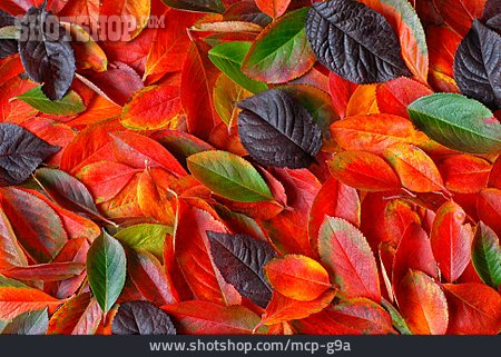 
                Herbstlaub, Blattfärbung, Baumblatt                   