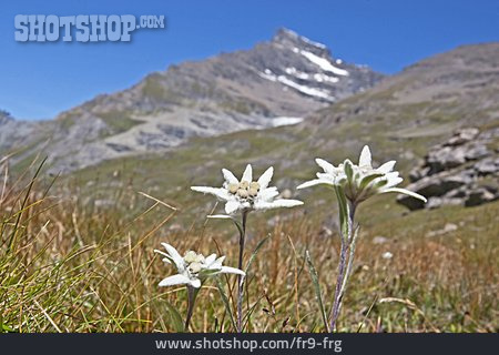 
                Gebirgsblume, Edelweiß, Alpenflora                   