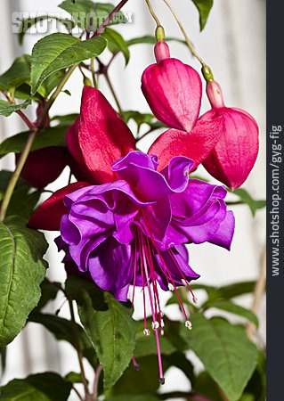 
                Fuchsie, Fuchsienblüte                   