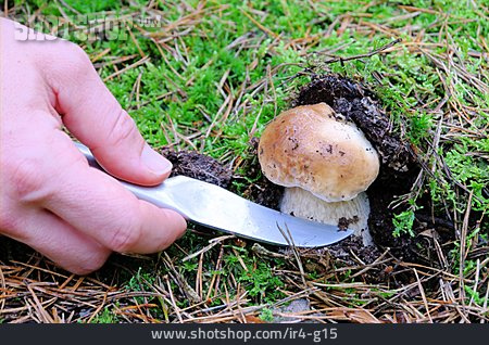 
                Steinpilz, Abschneiden, Pilzsuche                   