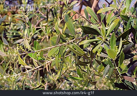 
                Olivenzweig, Olivenbaum                   