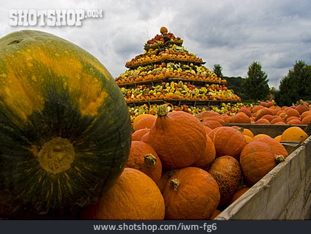 
                Pumpkin, Thanksgiving, Pumpkin Sales                   