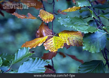 
                Herbstlaub, Buchenlaub                   