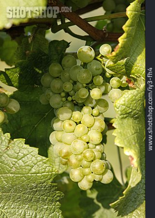 
                Weinanbau, Weinstock, Weiße Weintraube                   