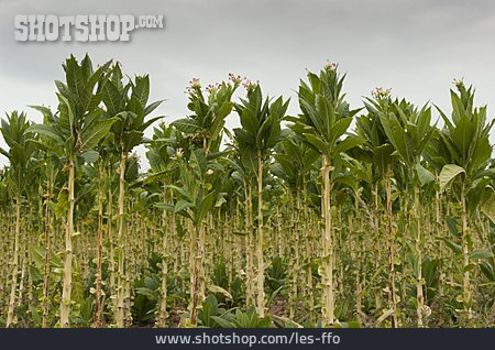 
                Tabakpflanze, Tabakfeld                   