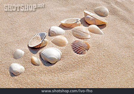
                Reise & Urlaub, Sand, Muschel                   