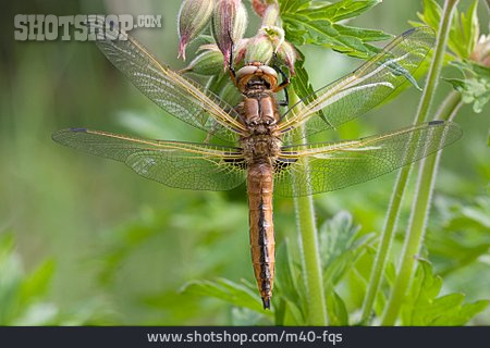 
                Libelle, Spitzenfleck                   