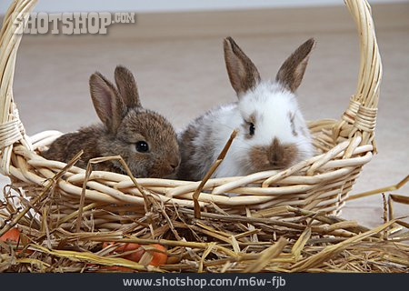 
                Haustier, Kaninchen                   