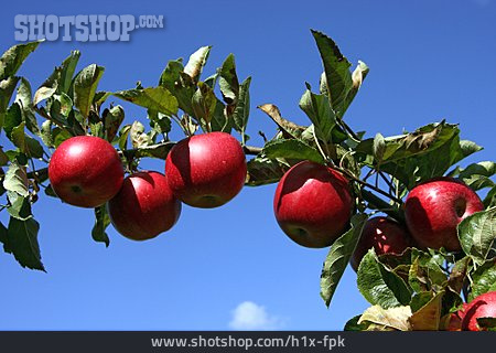 
                Apfel, Apfelbaum                   