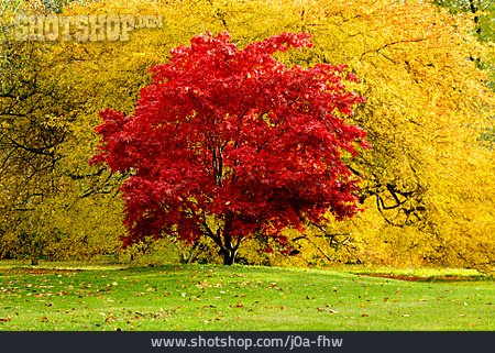 
                Herbst, Ahorn, Blattfärbung                   