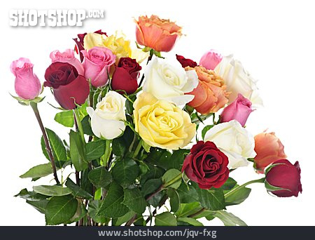 
                Rose, Blumenstrauß, Rosenstrauß                   