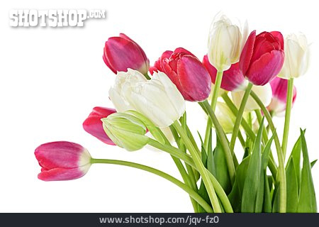 
                Tulpe, Blumenstrauß, Tulpenstrauß                   