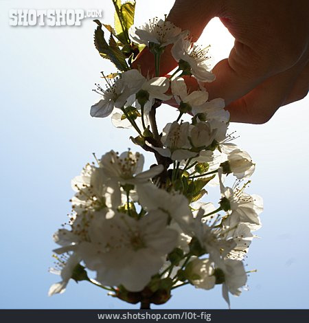 
                Hand, Frühling, Baumblüte                   