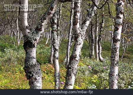 
                Birkenwald, Nationalpark Sarek                   
