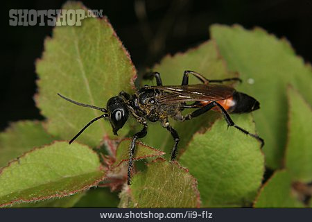 
                Insect, Flying Insect, Ichneumonidae                   