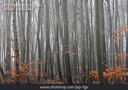 
                Wald, Herbst, Nebel                   