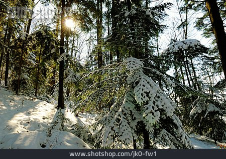 
                Winter, Verschneit, Winterwald                   