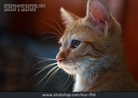 
                Kätzchen, Katzenportrait                   