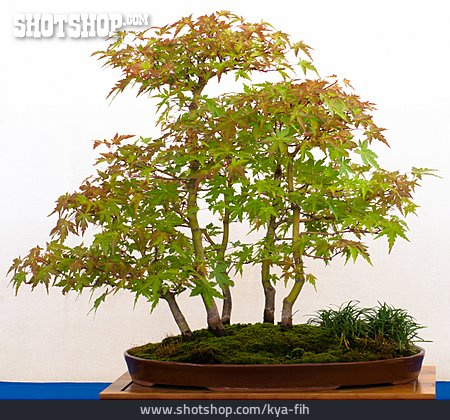 
                Bonsaibaum, Japanischer Fächerahorn                   