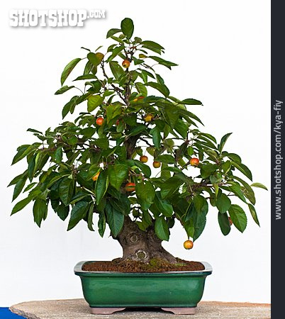 
                Apfelbaum, Miniatur, Bonsaibaum                   