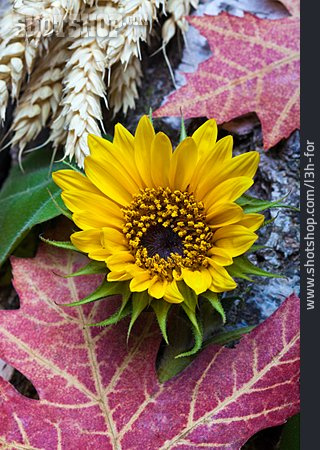 
                Sonnenblume, Herbstlaub, Weizenähre                   