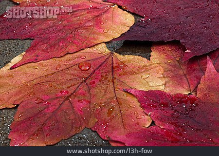 
                Herbstlaub, Herbstlich, Weinblatt                   