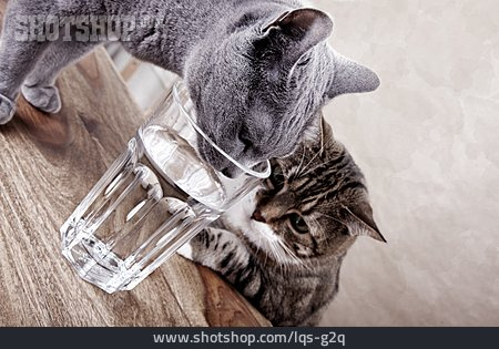 
                Trinken, Katze, Beobachten                   