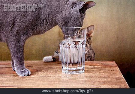 
                Trinken, Katze, Beobachten                   